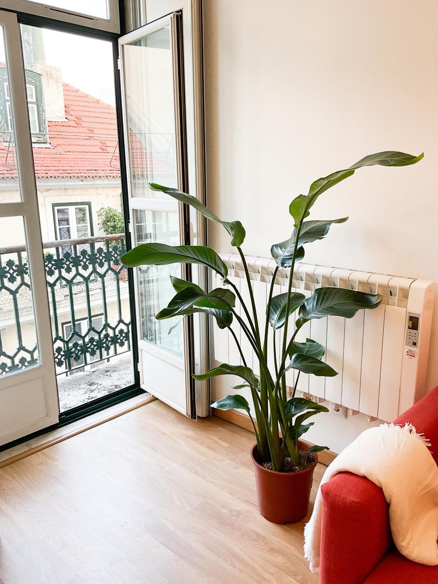 Lejlighed Stunning Luxury In Chiado 1br Lisboa